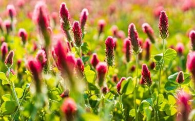 青岛队录像 CBA常规赛全场录像 对战vs回放 未知 CBAvs福建vs青岛vs篮球比赛视频完整直播回看