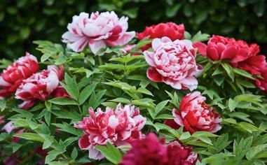 切尔西U21vs皇家社会B队 胜平负前瞻看板：全场比分：2-1 半场比分：1-0 足球篮球今日推荐预测