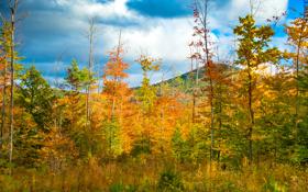 NBAESPN列新赛季TOP10球员约柯奇重回榜首、詹皇升2名