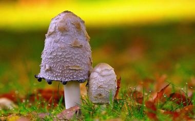 NBA勇士灰狼战被迫延迟半小时开赛兇手竟是他！